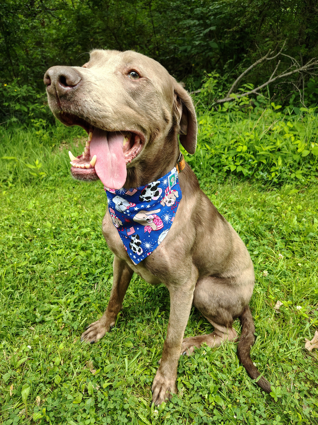 4th of July Bandanna - Collar Attach - Large