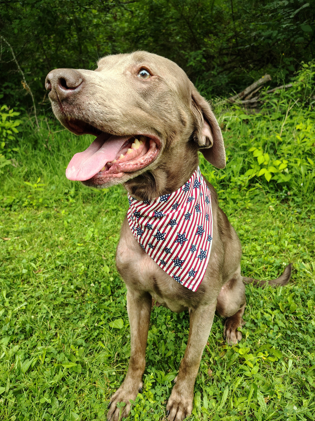 4th of July Bandanna - Collar Attach - Large