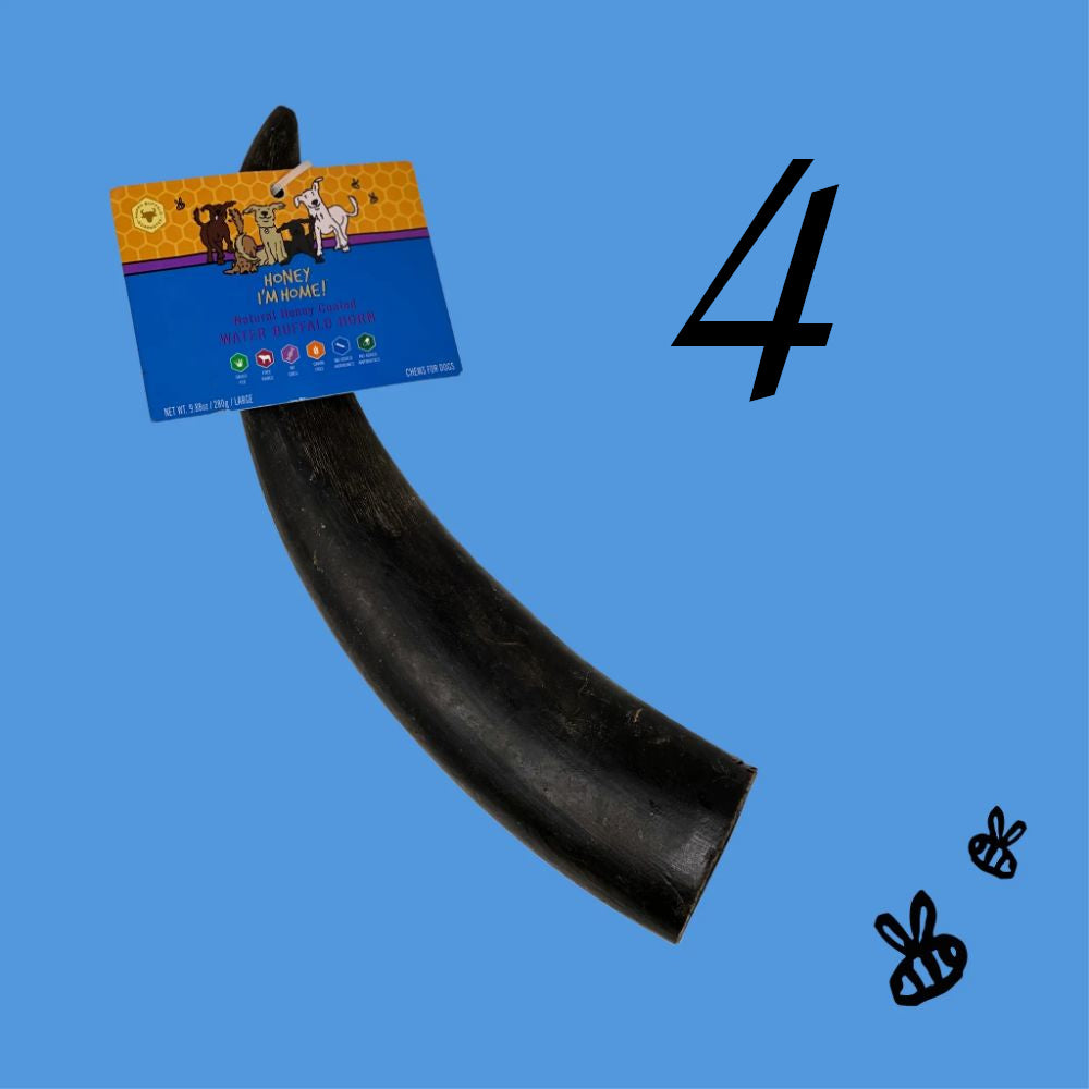 Large Water Buffalo Horn