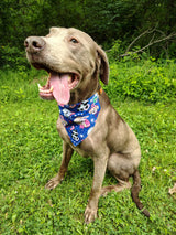 4th of July Bandanna - Collar Attach - Large