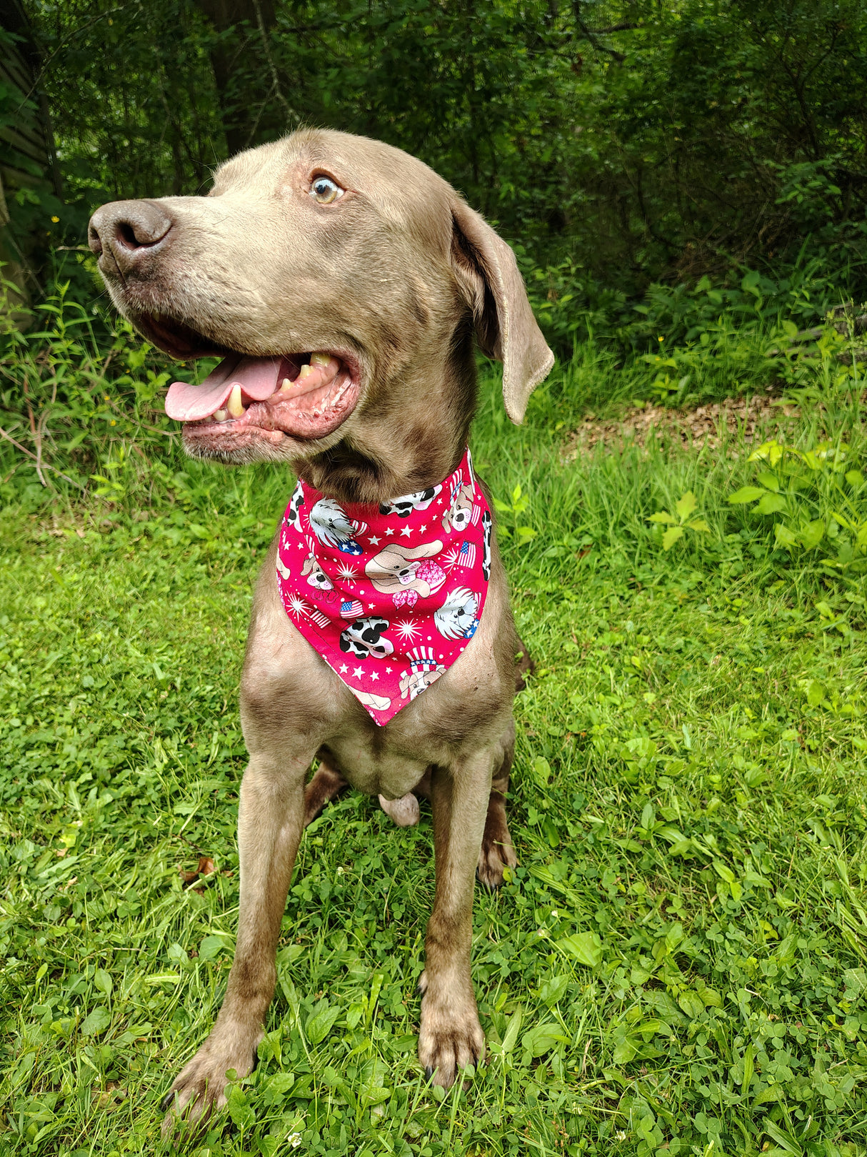 4th of July Bandanna - Collar Attach - Large