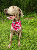 4th of July Bandanna - Collar Attach - Large