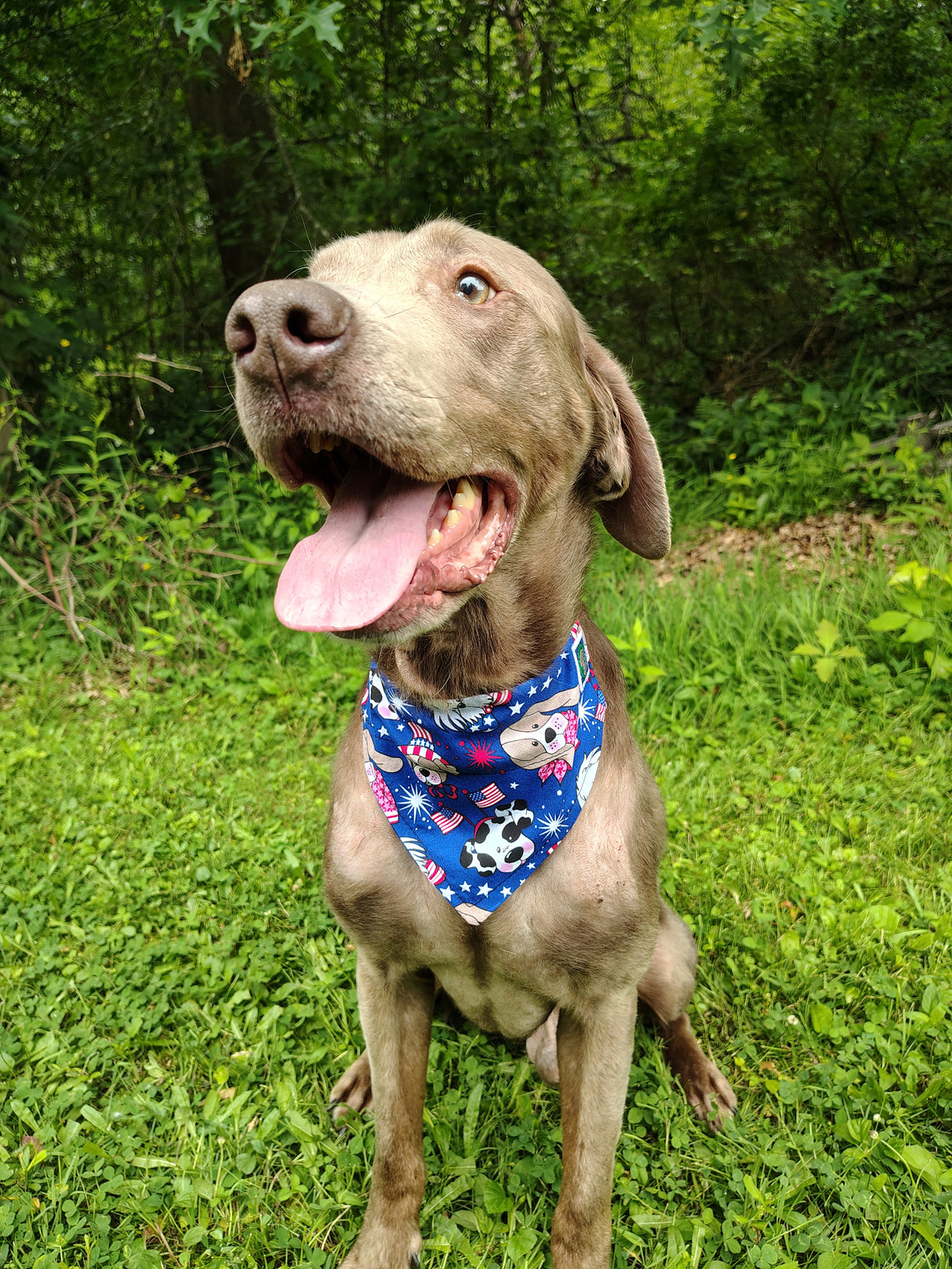 4th of July Bandanna - Collar Attach - Medium