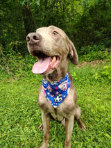 4th of July Bandanna - Collar Attach - Medium