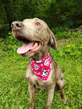 4th of July Bandanna - Collar Attach - Medium