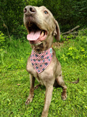 4th of July Bandanna - Collar Attach - Medium