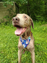 4th of July Bandanna - Collar Attached - Small