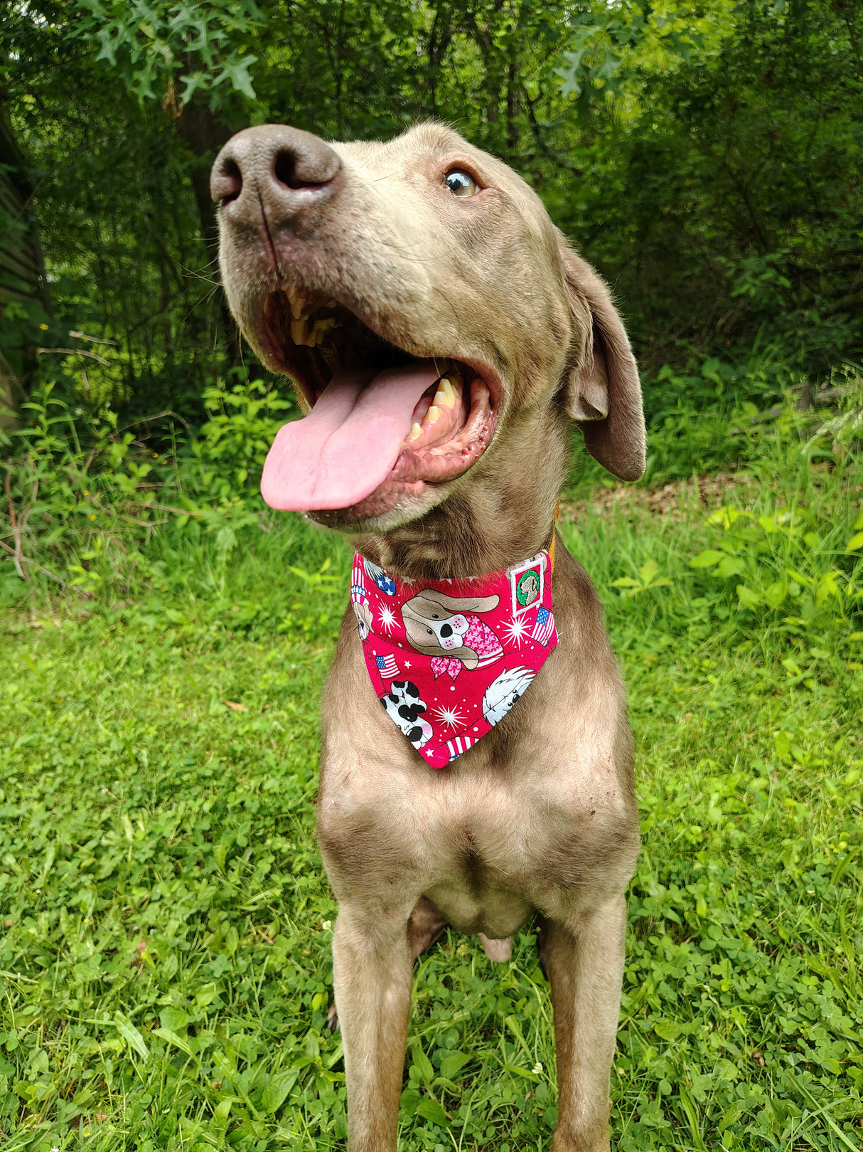 4th of July Bandanna - Collar Attached - Small