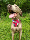 4th of July Bandanna - Collar Attached - Small