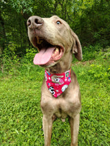 4th of July Bandanna - Collar Attached - Small