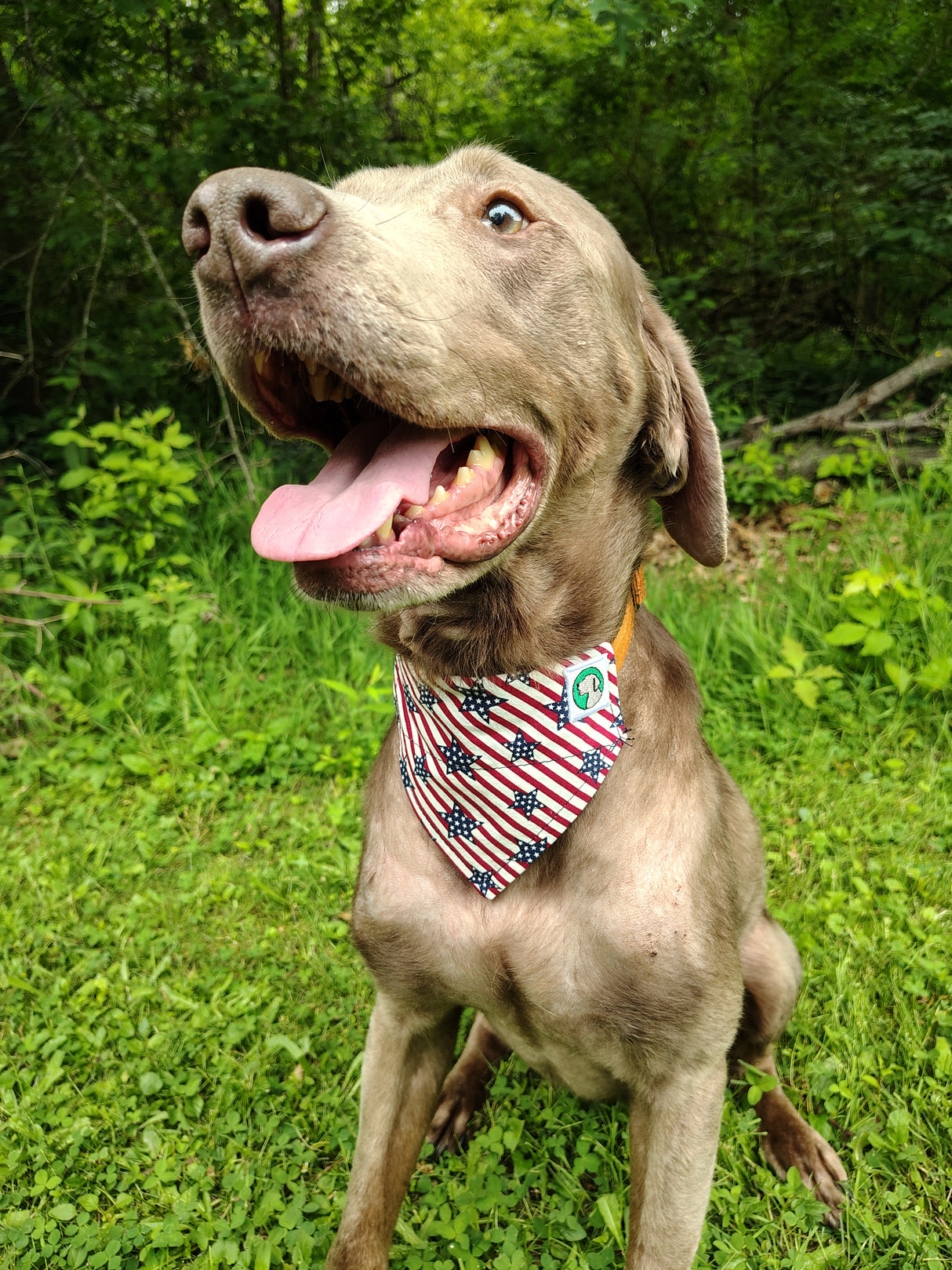 4th of July Bandanna - Collar Attached - Small