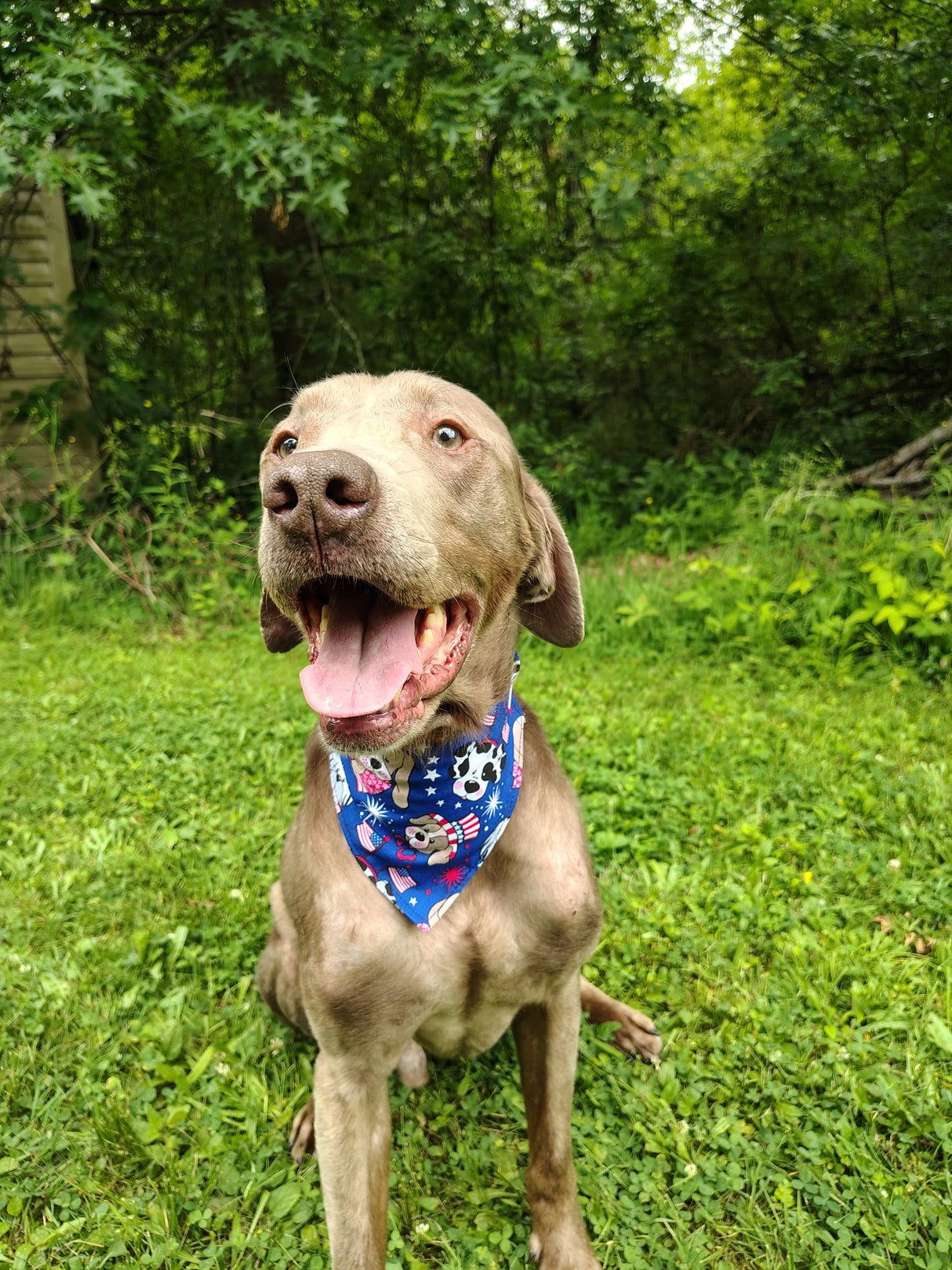 4th of July Bandanna - Elastic Band - Medium