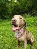 4th of July Bandanna - Elastic Band - Medium