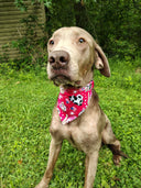 4th of July Bandanna - Elastic Band - Medium