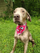 4th of July Bandanna - Elastic Band - Medium